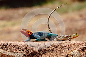 A male and a female Agama Lizards mating in the wild at Tsavo East National Park in Kenya