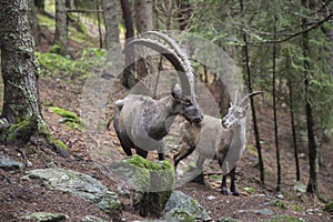 Male and female alpine ibex