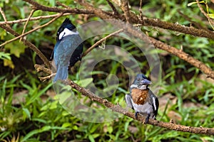 Male and female Amazon kingfisher - Chloroceryle amazona