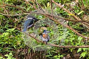 Male and female Amazon kingfisher - Chloroceryle amazona photo