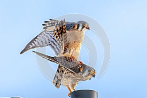 A male and a female American Kestrel mating.
