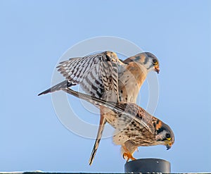 A male and a female American Kestrel mating.