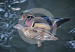 Male and female American wood duck, in courtship.