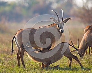 Male and female antelope during the mating season. Botswana. Okavango Delta.