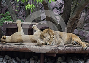 Male and female Asiatic lions resting under tree cover