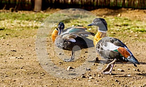 male and female Australian shelduck (Tadorna tadornoides) standing