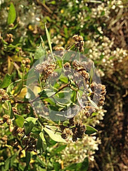 Male and Female Baccharis Halimifolia Plants in the Sun near a Pond in the Fall.