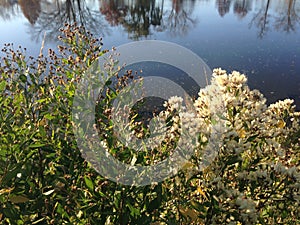 Male and Female Baccharis Halimifolia Plants in the Sun near a Pond in the Fall.