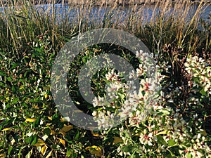 Male and Female Baccharis Halimifolia Plants in the Sun near a Pond in the Fall.