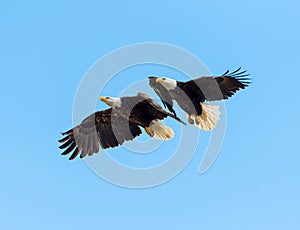 Male and Female Bald Eagles