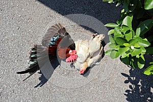 A male and female bantam rooster