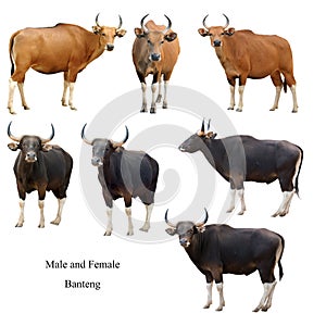 Male and female banteng isolated