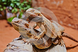 Male and female bearded dragon (Bartagame) sitting on top on each other