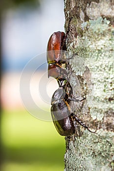 Male and Female beetles Dynastinae on branches.selective focus