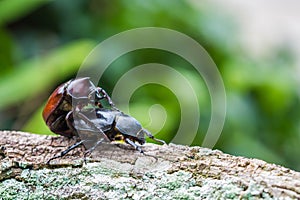 Male and Female beetles Dynastinae mating on branches.selective focus