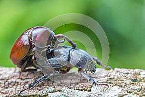 Male and Female beetles & x28;Dynastinae& x29; mating on branches.selective focus