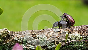 Male and Female beetles & x28;Dynastinae& x29; mating on branches.selective focus