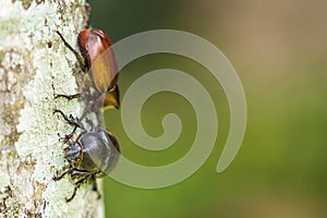 Male and Female beetles Dynastinae mating on branches.selective focus