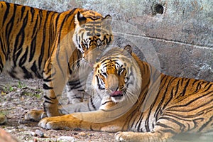 Male and Female Bengal Tiger