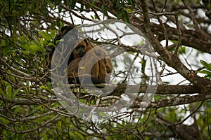 Male and female black howler monkeys sitting