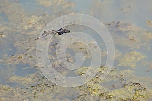 Male/Female Black Saddlebag Dragonflies flying in Tandem