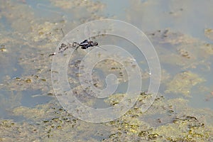 Male/Female Black Saddlebag Dragonflies flying in Tandem photo