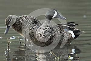 Male and Female Blue-Winged Teal