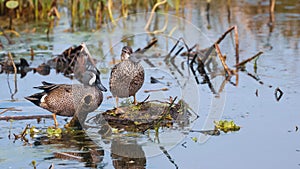 Male and female Blue-winged Teal birds in the mash lands photo