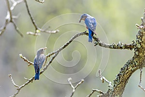 Male and Female Bluebirds with Insects for young