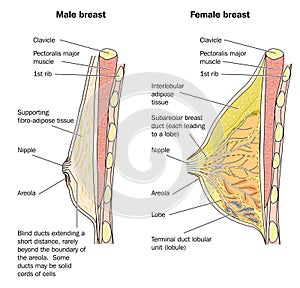 Male and female breast anatomy