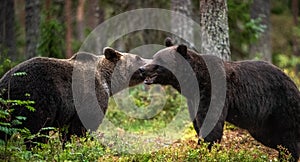 Male and female brown bears sniff at each other during the mating season. Scientific name: Ursus Arctos