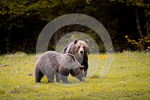 Samci a samice medvěda hnědého ( ursus arctos ) během říje