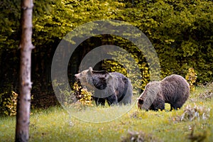 Samci a samice medvěda hnědého ( ursus arctos ) během říje