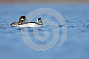 Male and female Bufflehead ducks (Bucephala albeola) swim in Esquimalt Lagoon in the winter sun