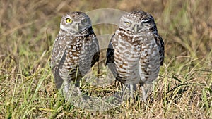 Male and female burrowing owls standing in a open grassland in central Florida.  Female is gravid with eggs