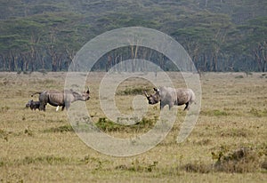 Male female and calf rhinos, Nakuru, Kenya.