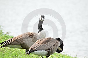 Male and Female Canada Geese