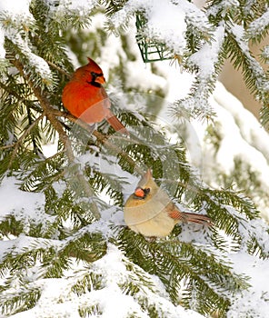 Male and female cardinal