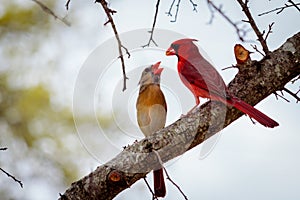 Male and Female Cardinal Birds on a Limb