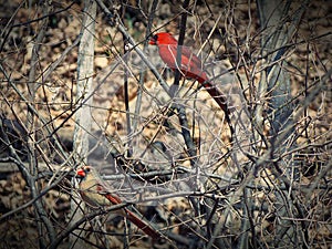 Male and Female Cardinal Late Autumn