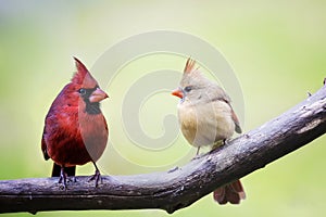 Male and female Cardinal love birds photo