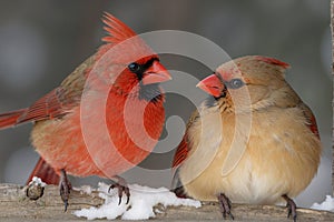 love birds on snow background