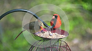 A male and female cardinal sharing seeds on a bird feeder