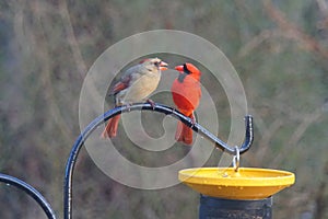 A male and female cardinal standing on a pole next to a bird feeder