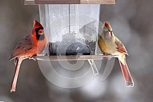 Male and Female cardinals