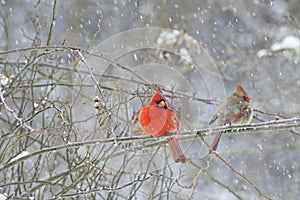 Male and female Cardinals in snowstorm.