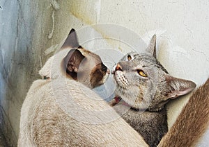 The male and female cats are kissing each other near the old plaster wall, candid. love of animal concept.