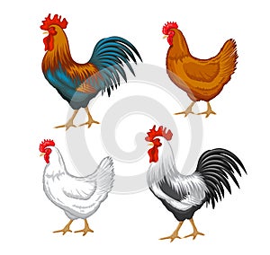 Male and female chickens set