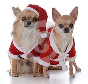 Male and female chiuhuahua at christmas