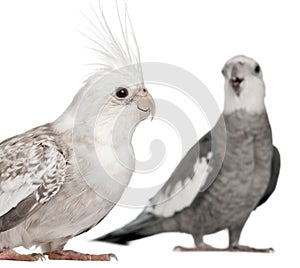 Male and female Cockatiel, Nymphicus